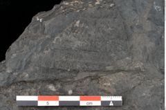 Foto (Detailansicht) von Acrostichopteris lunzensis Ettingshausen (NHMW-GEO-2024-0188-10524)